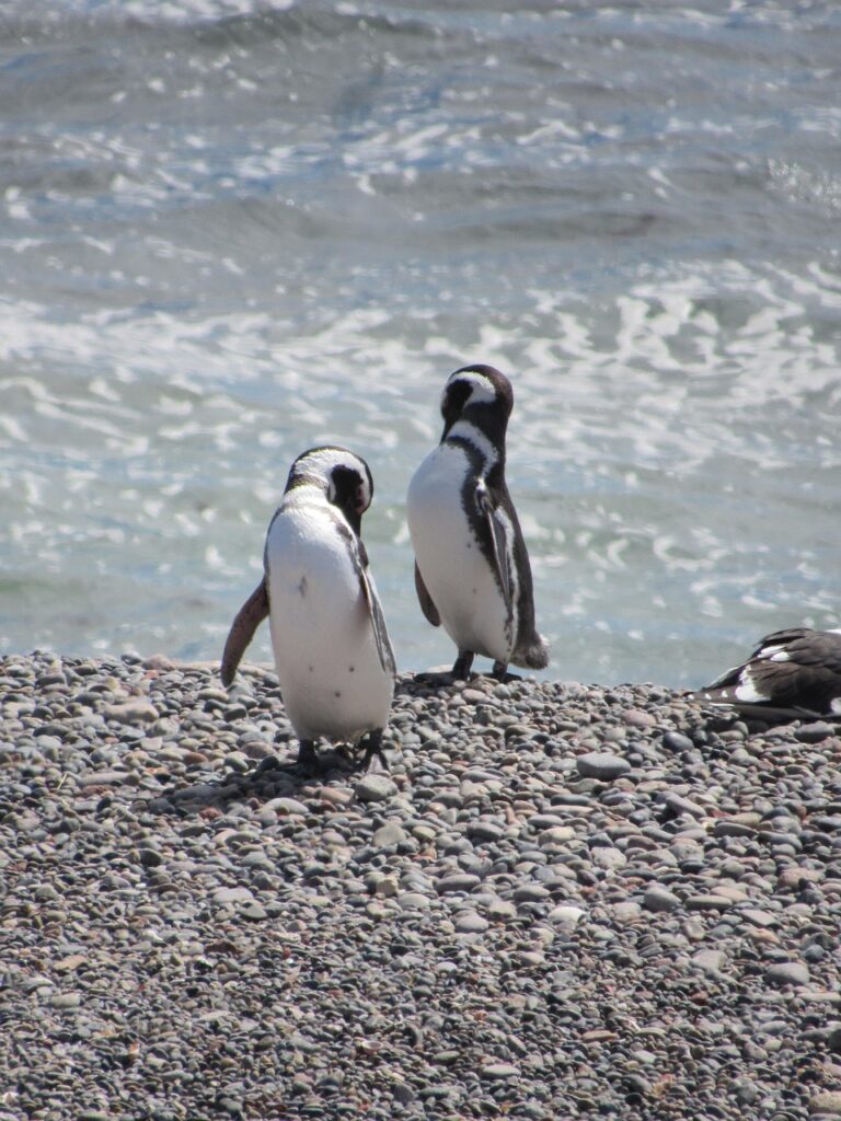 Beagle Channel