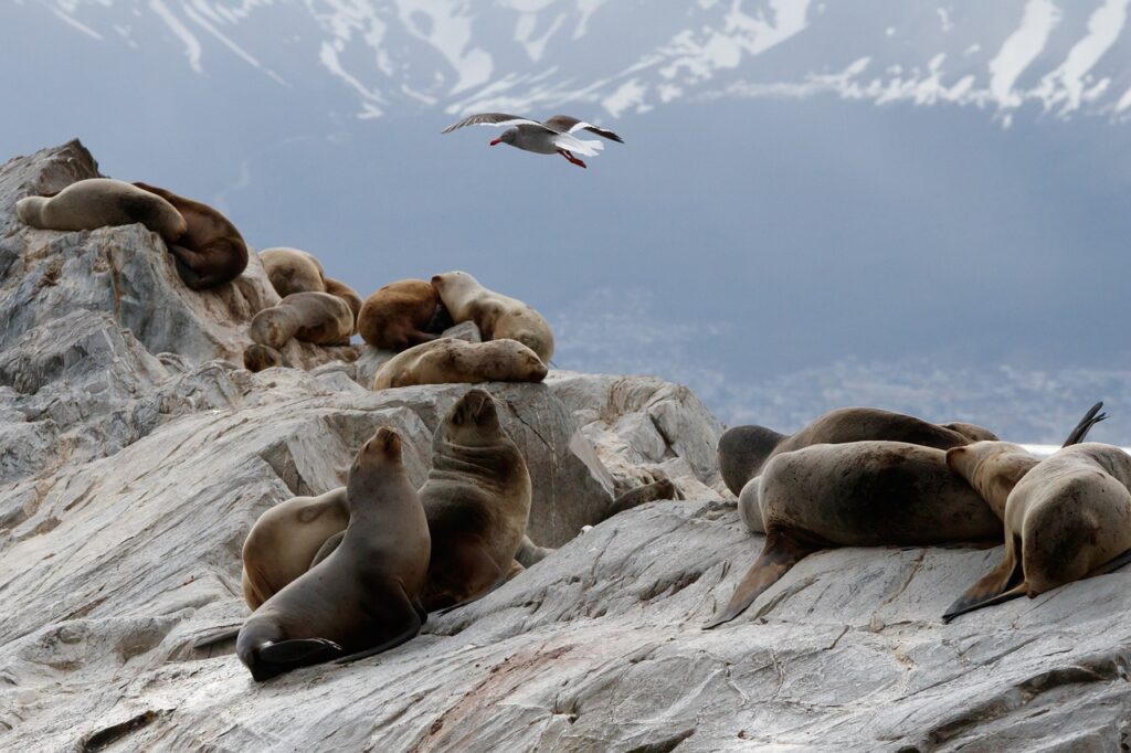 Θαλάσσια λιοντάρια Beagle Channel