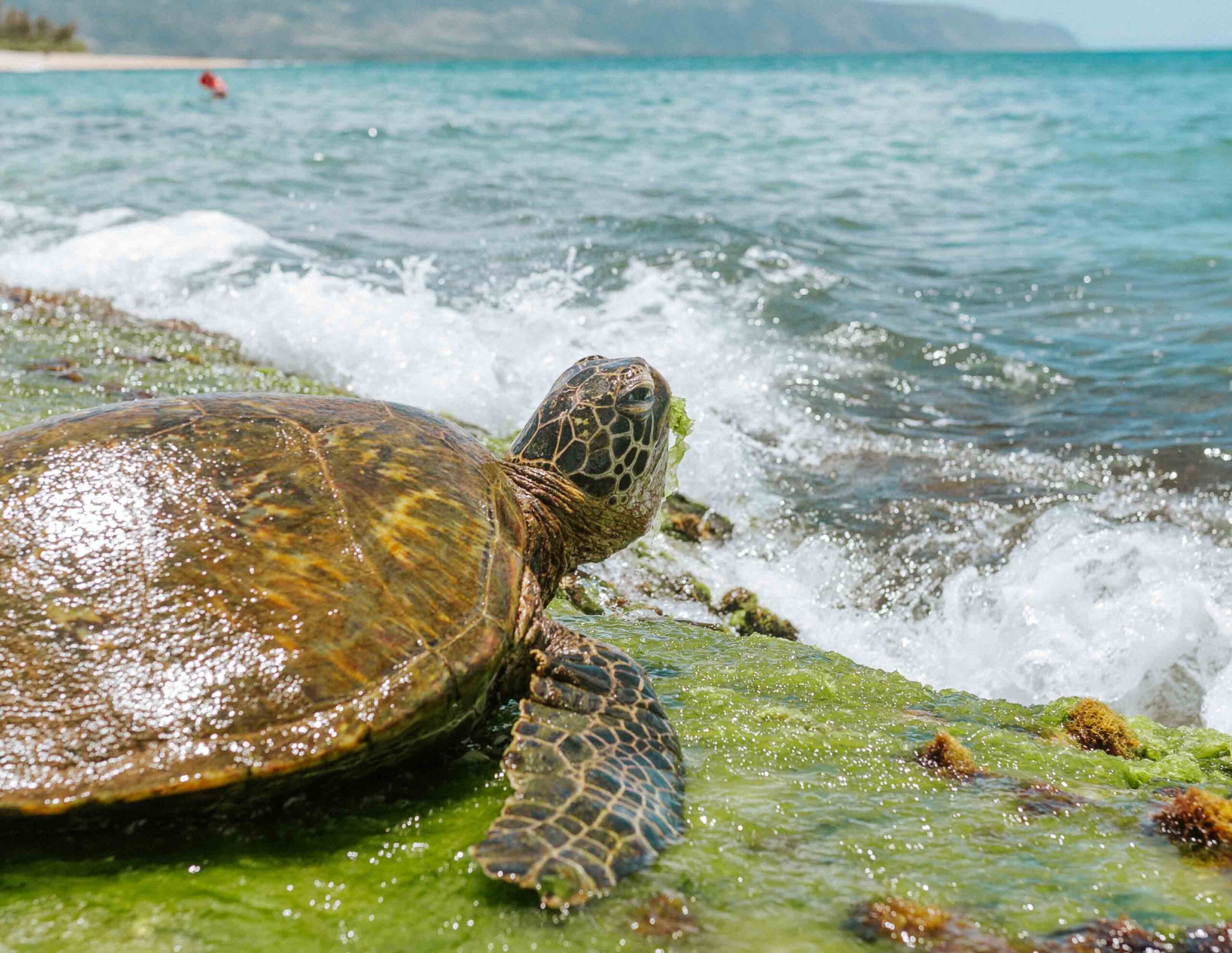 Τορτουγκέρο
