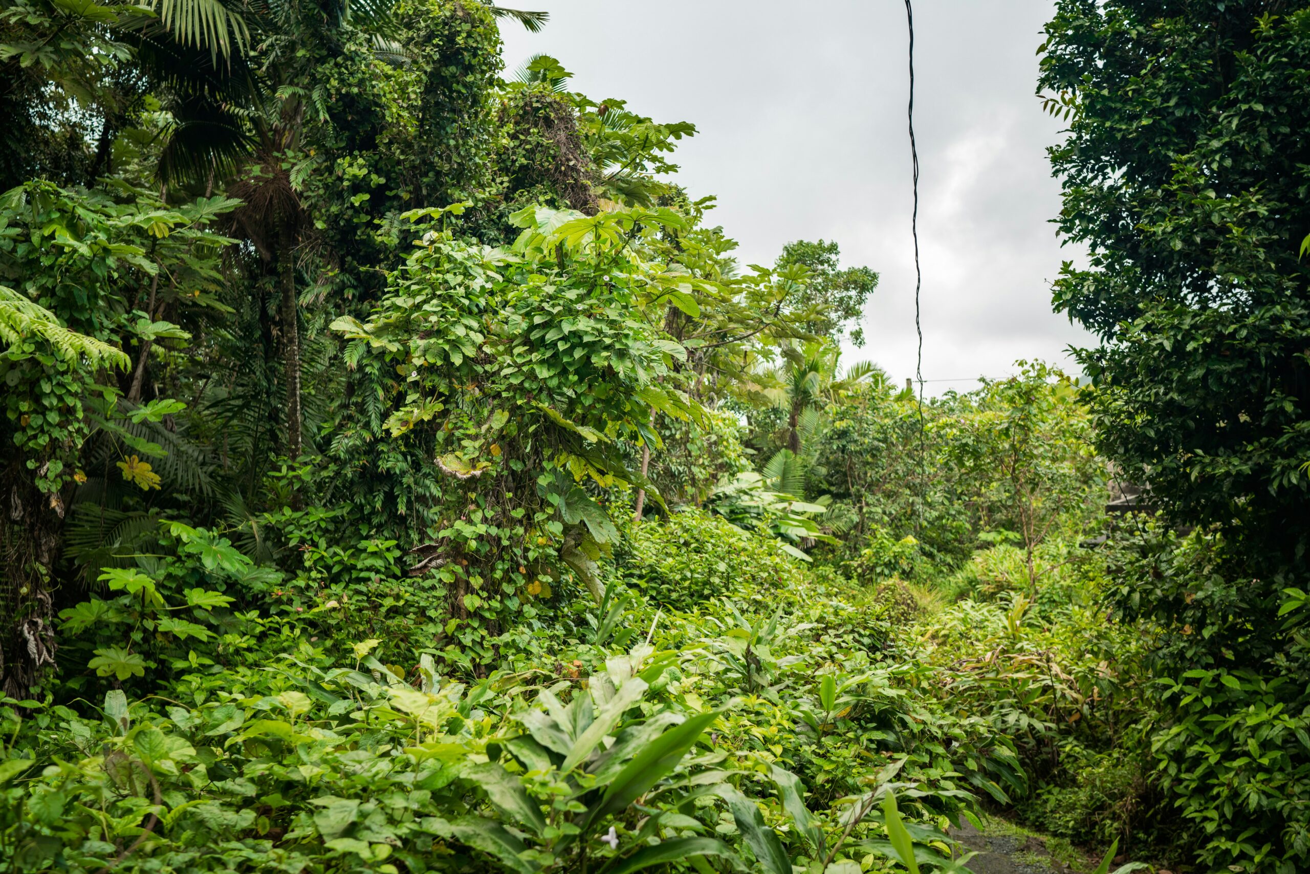El Yunque Nacional Forest