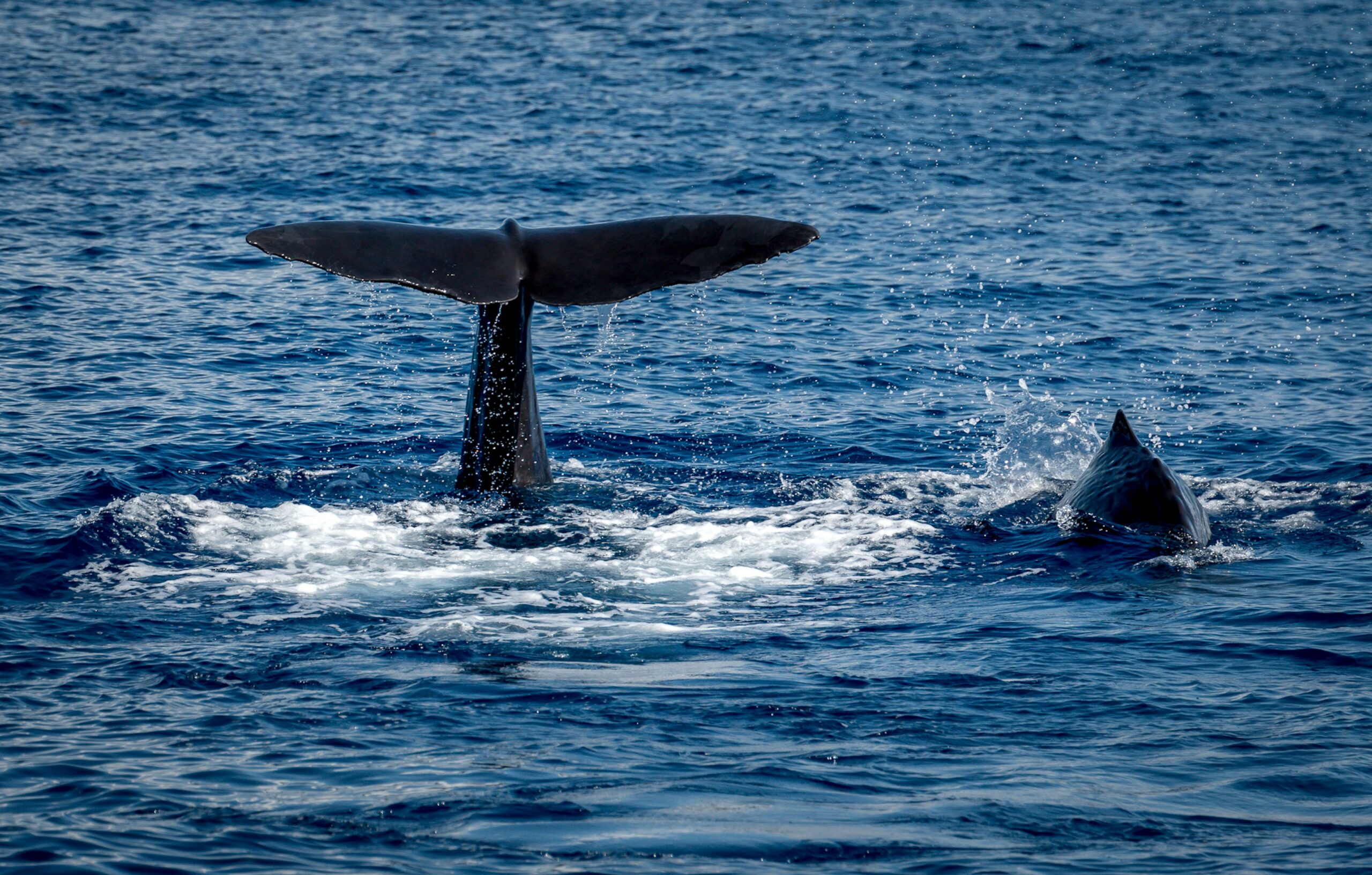WHALE WATCHING